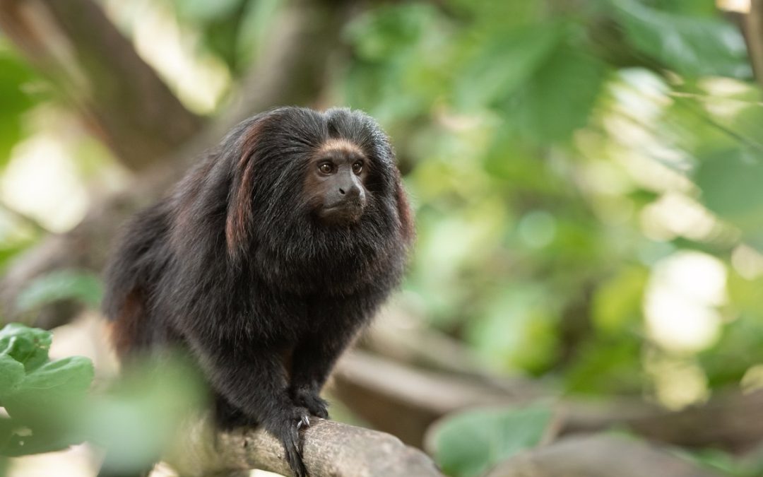 Jersey Zoo welcomes new baby black lion tamarin